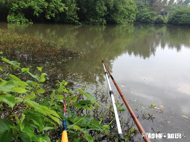 钓鱼用什么做窝料最好