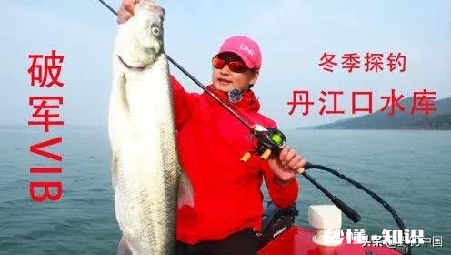 长江翘嘴鱼怎么钓