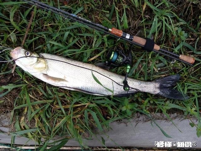长江翘嘴鱼怎么钓