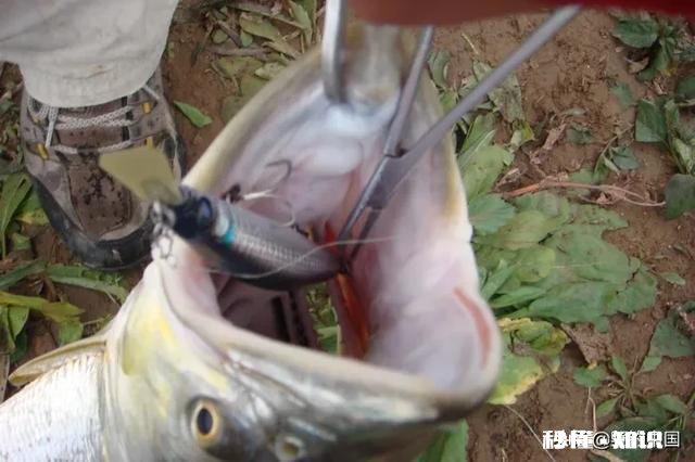 长江翘嘴鱼怎么钓