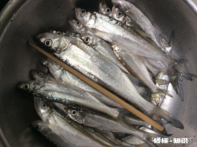 长江翘嘴鱼怎么钓