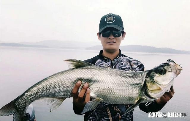 长江翘嘴鱼怎么钓