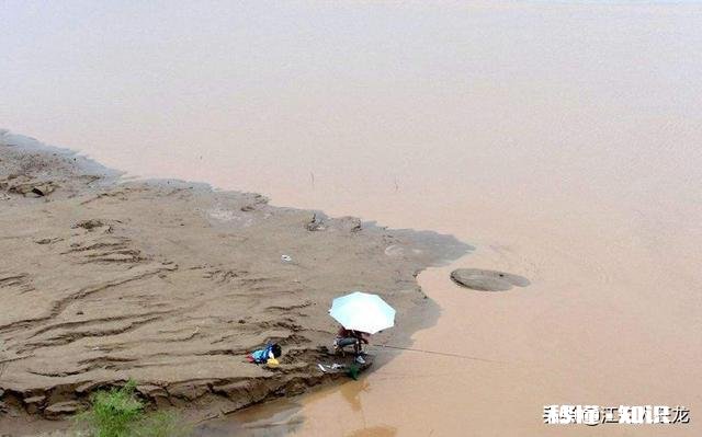 长江翘嘴鱼怎么钓