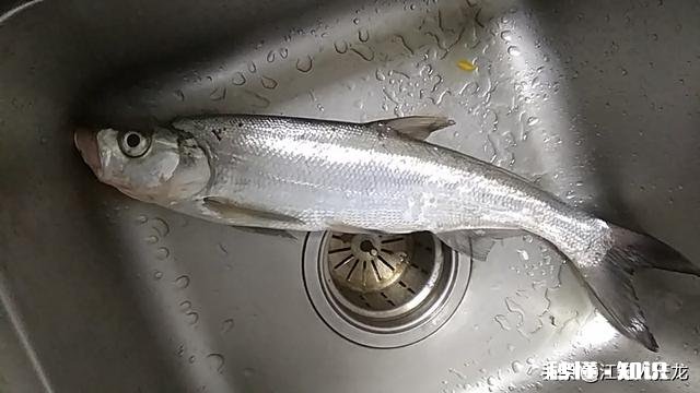 长江翘嘴鱼怎么钓