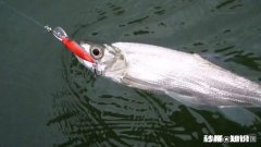 长江翘嘴鱼怎么钓