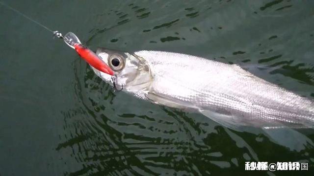 长江翘嘴鱼怎么钓