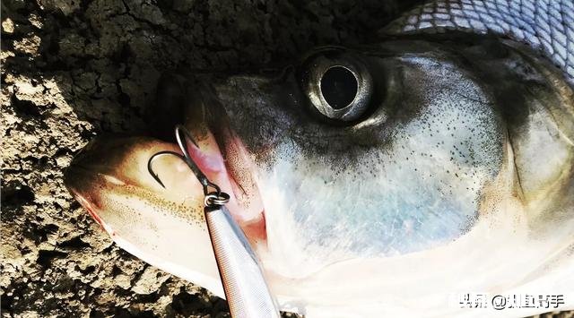 长江翘嘴鱼怎么钓