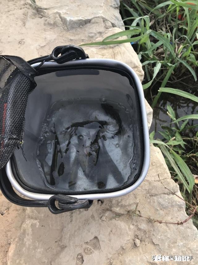 为什么不少钓友明知面饵上鱼多,还在使用蚯蚓钓鱼