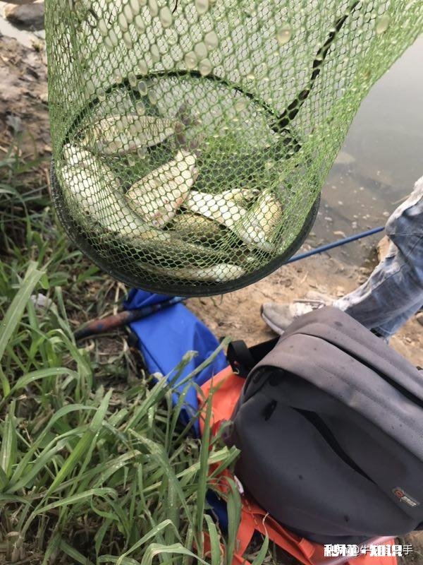 为什么不少钓友明知面饵上鱼多,还在使用蚯蚓钓鱼