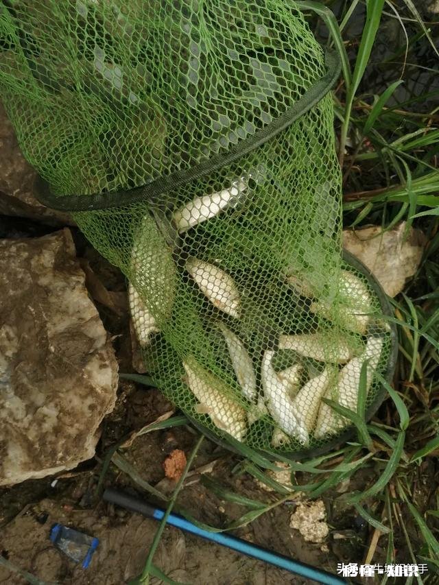 为什么不少钓友明知面饵上鱼多,还在使用蚯蚓钓鱼