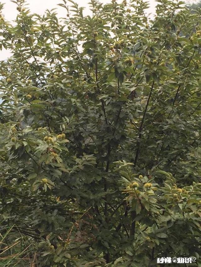 2020年元旦放假安排到底是怎样的你是否期待