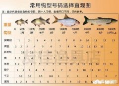 怎么选择鱼钩，有哪些经验分享吗