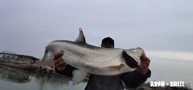 万能头条圈，请问小白买什么鱼竿比较好，我新手都不知道路亚是啥