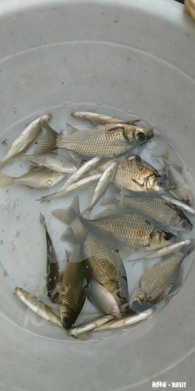 钓鱼钩尖钝了该怎么办有什么方法可以让它重新变锋利吗?