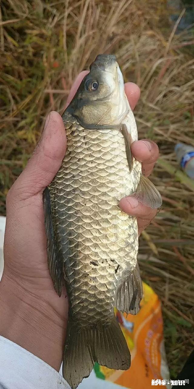 钓鱼钩尖钝了该怎么办有什么方法可以让它重新变锋利吗?