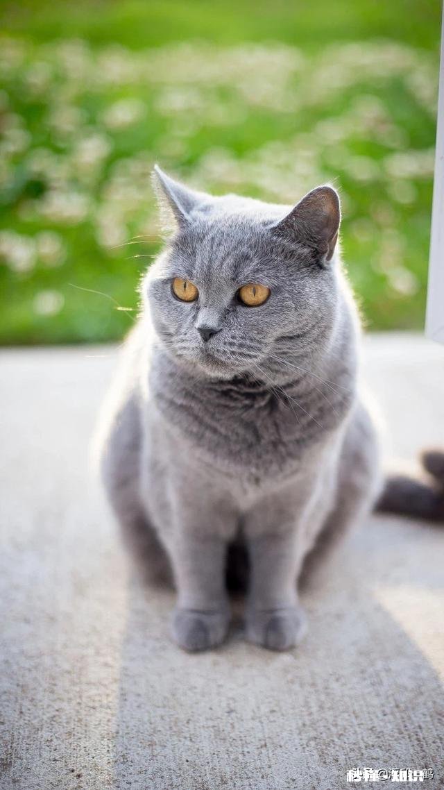 为什么头条认证都是出一些已经有明确答案的问题呢