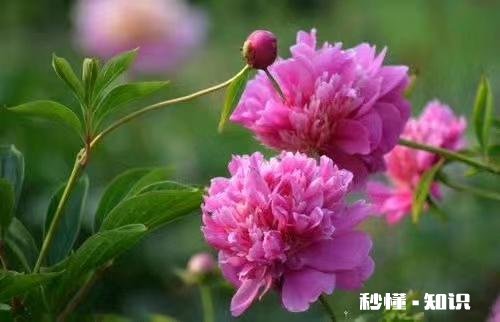 如果给你机会,你会不会和某人重新来过