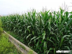 玉米种植重茬多年，是否影响产量呢