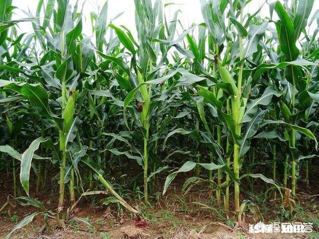 玉米种植重茬多年，是否影响产量呢
