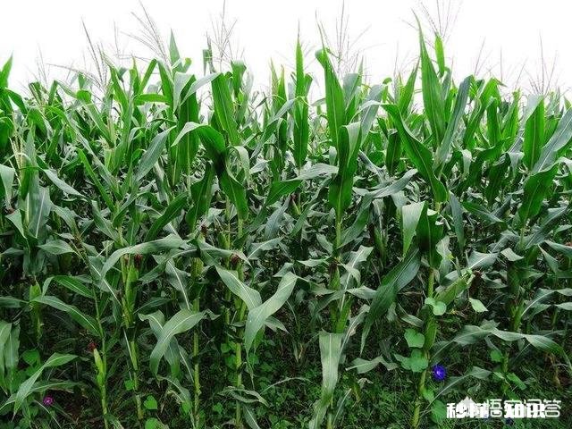 玉米种植重茬多年，是否影响产量呢