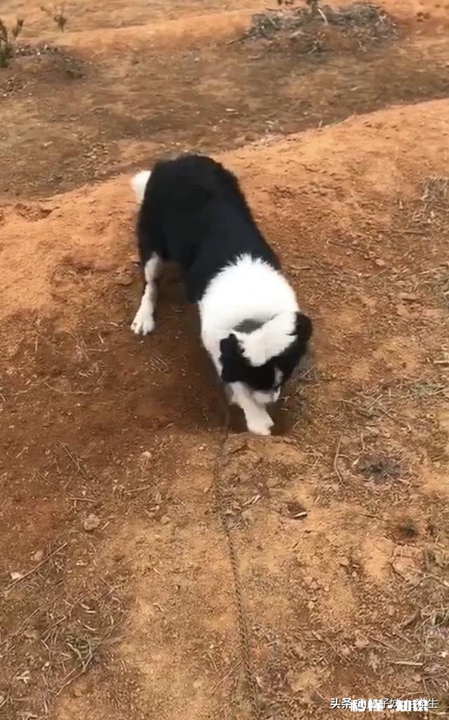 不需要怎么遛弯的狗狗有哪些