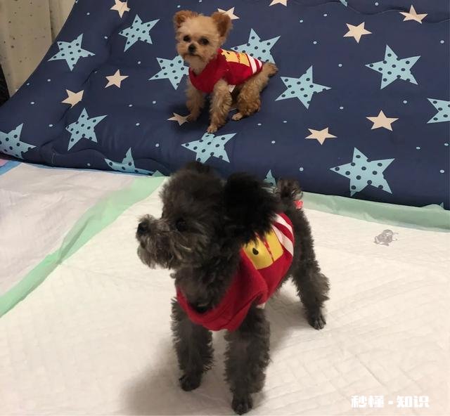 不需要怎么遛弯的狗狗有哪些