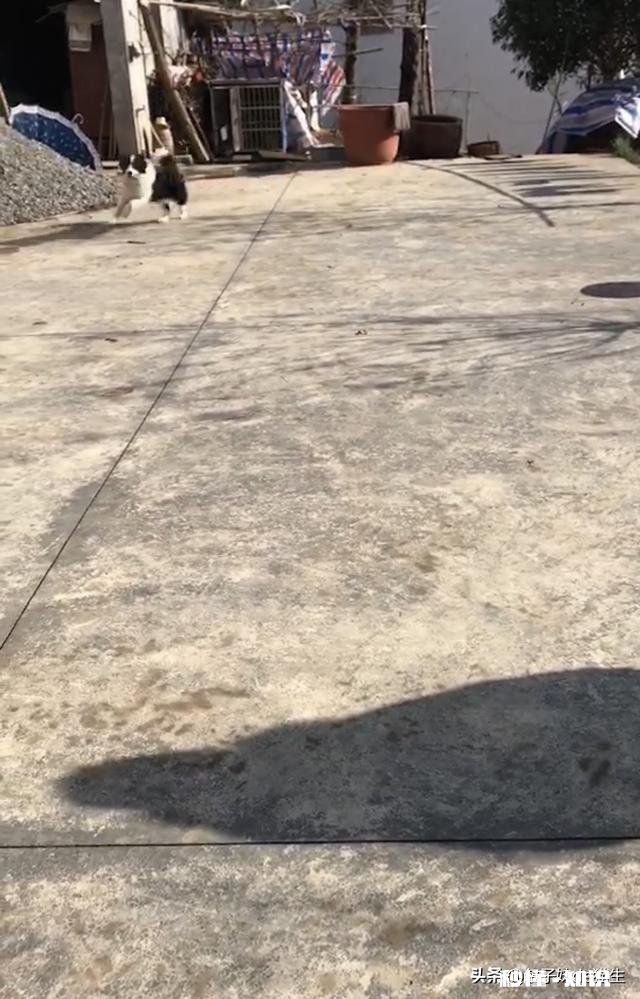 不需要怎么遛弯的狗狗有哪些