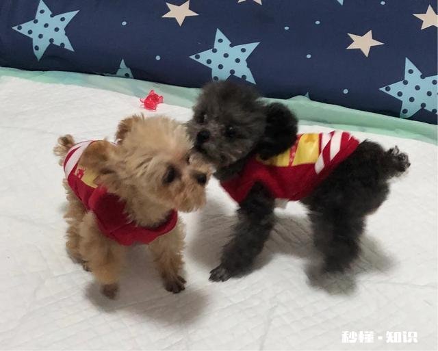 不需要怎么遛弯的狗狗有哪些