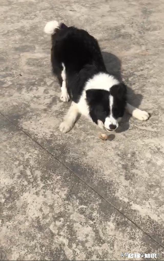 不需要怎么遛弯的狗狗有哪些