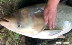 钓鲢鳙的饵料在哪买比较合适