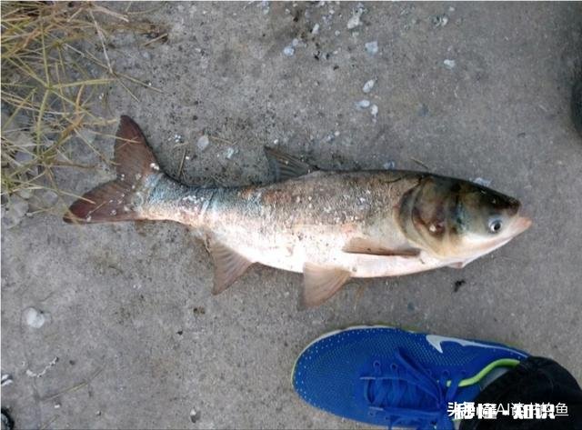 钓鲢鳙的饵料在哪买比较合适