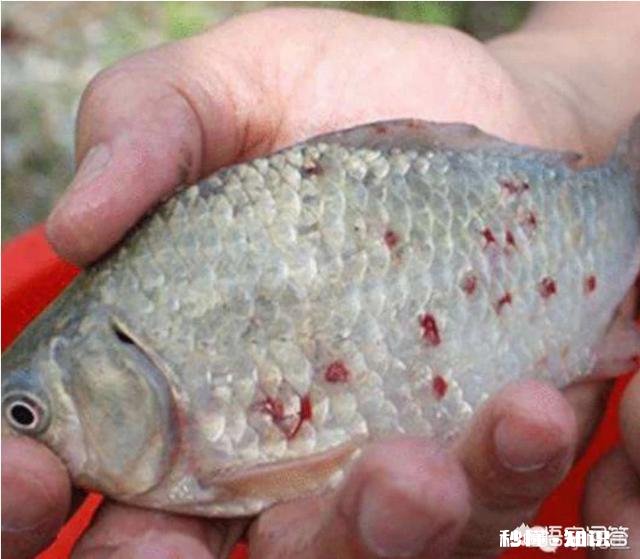 钓来的鲫鱼用自来水养了几天鱼鳞有一块变白色是怎么回事能吃吗