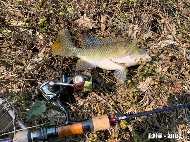 为什么有人不用探鱼器钓鱼