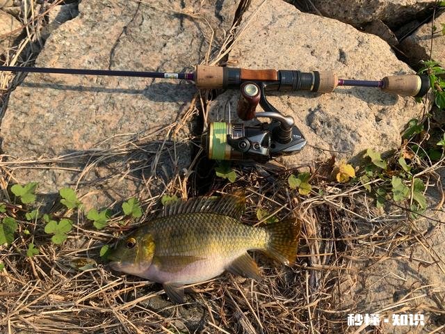 为什么有人不用探鱼器钓鱼