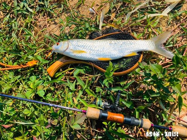 为什么有人不用探鱼器钓鱼