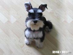 纯种雪纳瑞和串串雪纳瑞，哪个好养