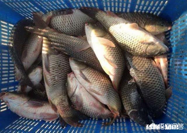 现在黑坑放鱼大多数是回锅鱼,这个该怎么钓,饵料味型、状态怎么调整,该怎么做窝