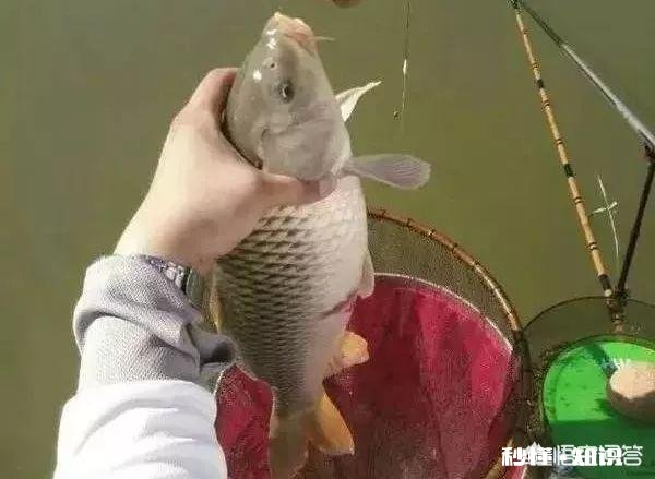 现在黑坑放鱼大多数是回锅鱼,这个该怎么钓,饵料味型、状态怎么调整,该怎么做窝