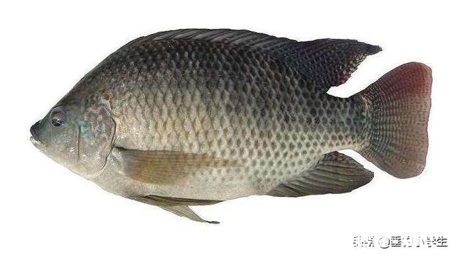 高手钓罗非鱼为什么鱼不会动