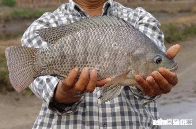 高手钓罗非鱼为什么鱼不会动