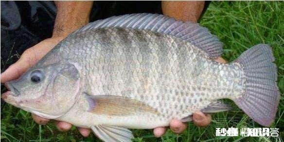 高手钓罗非鱼为什么鱼不会动