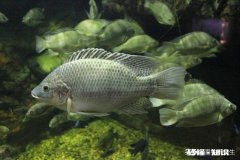 高手钓罗非鱼为什么鱼不会动