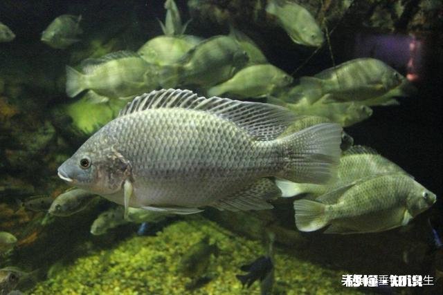 高手钓罗非鱼为什么鱼不会动