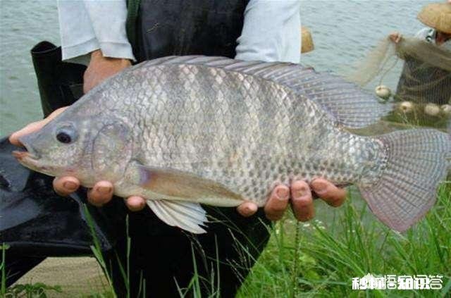 高手钓罗非鱼为什么鱼不会动