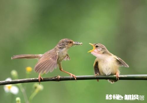 你每个月给妈妈打几次电话