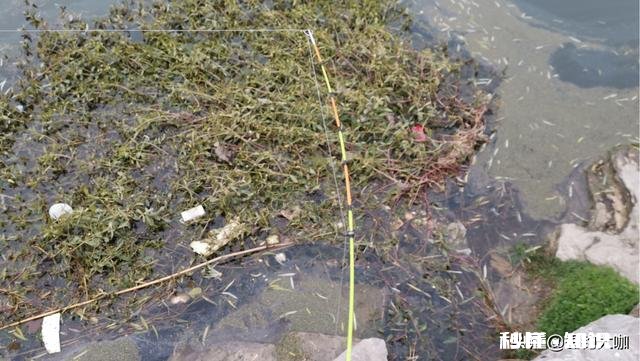 冬天串钩钓鱼是不是点一下就拉有何技巧