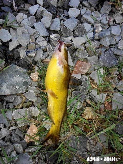 冬天串钩钓鱼是不是点一下就拉有何技巧