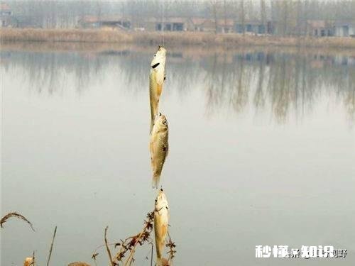 冬天串钩钓鱼是不是点一下就拉有何技巧