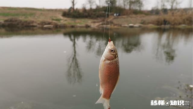 冬天串钩钓鱼是不是点一下就拉有何技巧