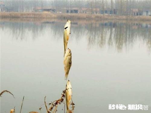 冬天串钩钓鱼是不是点一下就拉有何技巧